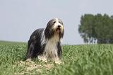 BEARDED COLLIE 240